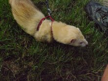 226. pet ferret