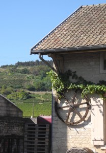 245. and its vineyards