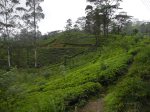 263. Tea plantations