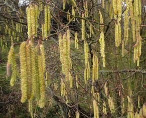 20. catkins