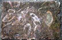 203. Somewhat more is indicated by the fossils in the paving stones