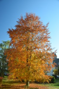 3. In the appartment gardens