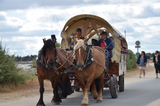 17. The horse and cart transport available to hire