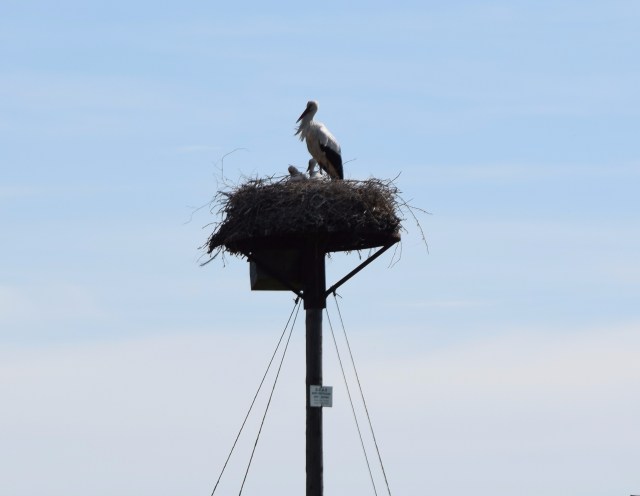 32. Nesting stork with chicks, Brouage