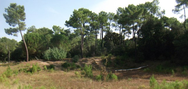 8. MTB play-park in the forest