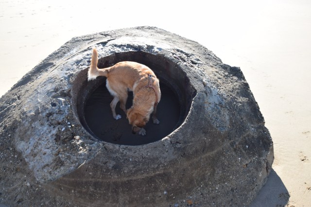 44. Dog in the Hole