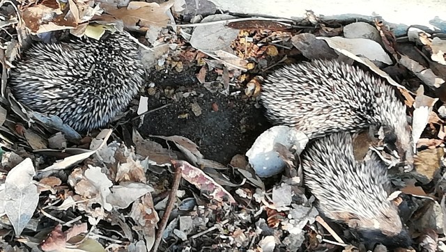 12. Hedgehog nest