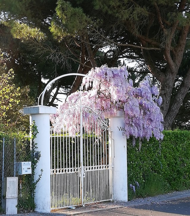 9. wisteria in bloom
